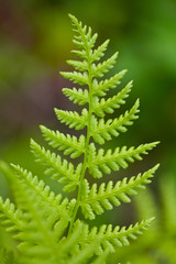 green plant background