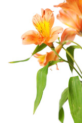 Alstroemeria flower