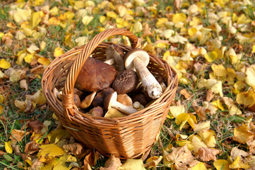 mushroom