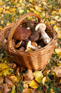 Basket of mushroom