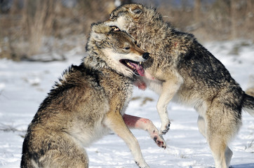 Wölfe Kämpfe
