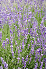 Obraz premium Lavendel