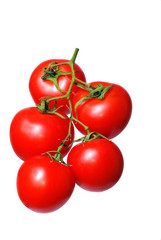 tomato 5
