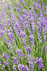 Lavendel