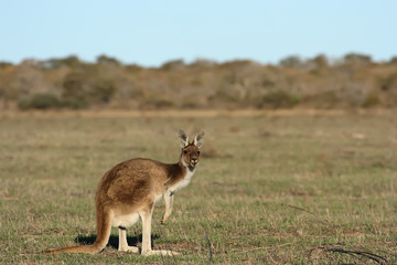 Riesenkänguruh in Westaustralien