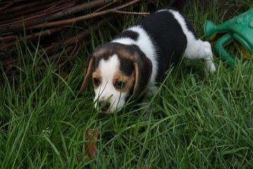Beagle-Welpe