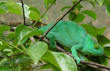 caméléon vert