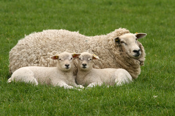 Two little lambs and mother sheep looking at you