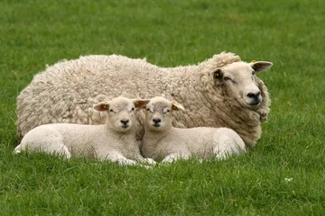 Papier Peint photo Moutons Deux petits agneaux et brebis vous regardent