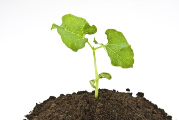 Bean seed germinating shot