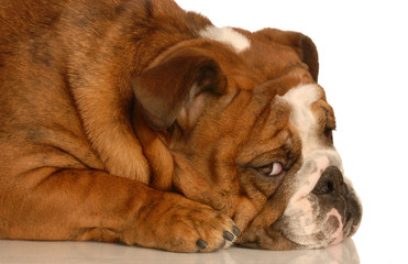 adorable english bulldog with guilty expression