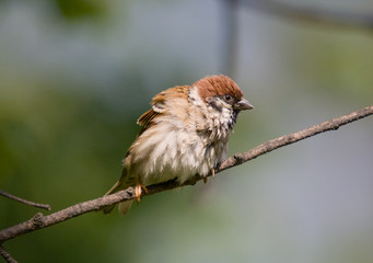 The ruffled up sparrow