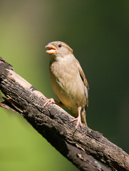 Chirping sparrow