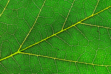 Leaf