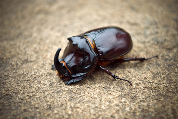 bug