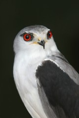Falcon Eyes