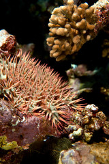 Naklejka na ściany i meble crown-of-thorns starfish