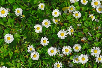 Fototapeta premium Rasen mit Blümchen
