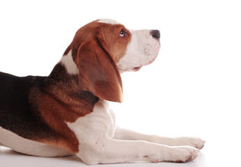 beagle puppy