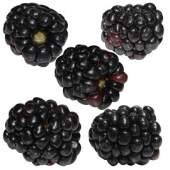 Five Blackberries