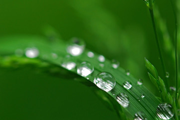 Wasserperlen