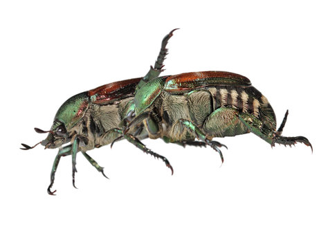 Japanese Beetles