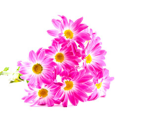 Fototapeta premium daisies on white