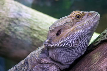 The Eastern Bearded Dragon