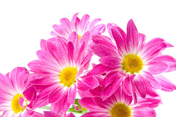 Fototapeta premium daisies on white