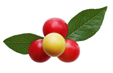 Wild berry and leaves