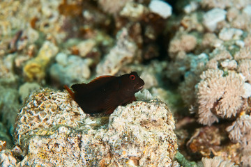 chestnut blenny