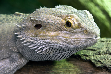 The Eastern Bearded Dragon