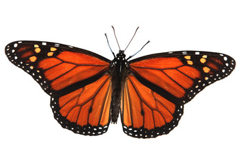 Obraz premium Monarch Butterfly