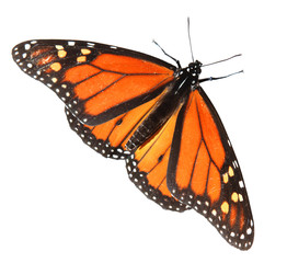 Monarch Butterfly
