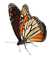 Monarch butterfly