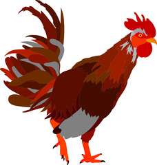 vector - cock isolated on backround © Pavel Bortel