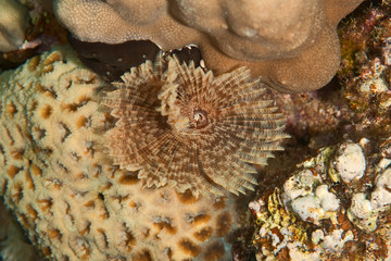feather duster worm