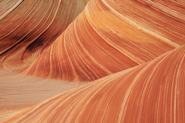 The Wave