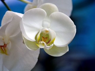 orchidee_341