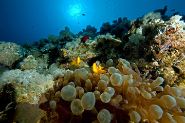 anemonefish and bubble anemone