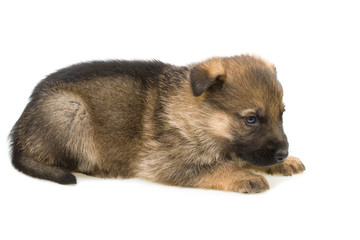 Fototapeta premium laying sheep-dogs puppy isolated on white background