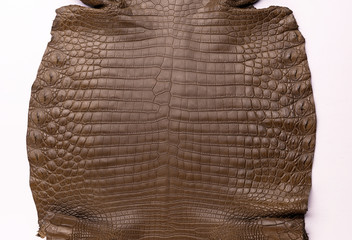 Brown crocodile snake on the white backround