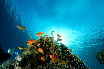 coral and fish