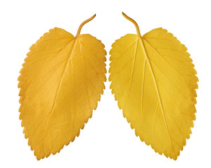 Two yellow leaves