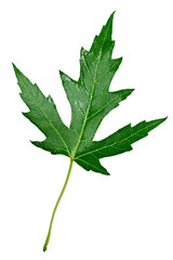Silver Maple Leaf