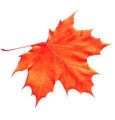 Orange Maple Leaf