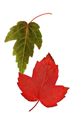 Two maple leaves