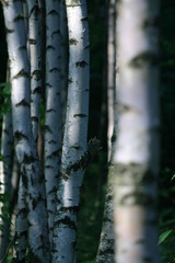 Obraz premium Birch wood