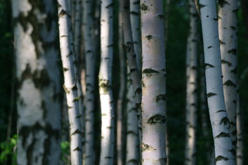 Fototapeta premium Birch wood