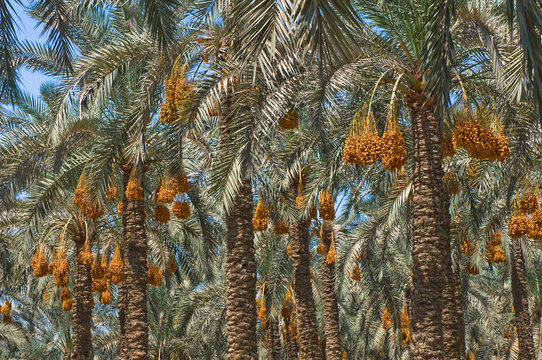date paln trees